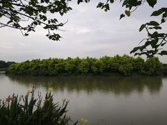 -大湾区中央湿地公园