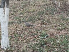 -朝阳公园游乐园