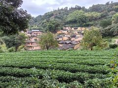 -杨家堂村