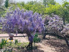 -石家庄市植物园