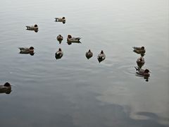 -水前寺成趣园