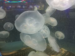 -重庆欢乐海底世界