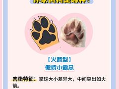 -翊宠yipet猫狗购宠庄园