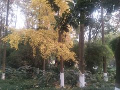 -绵阳人民公园(涪城区)
