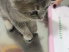 -汪喵宠物医院·骨科心脏影像·犬猫急重症ICU诊疗中心(成华分院)