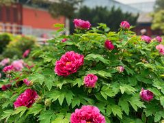 -大钟寺古钟博物馆