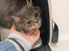 -顺强宠物诊所·狂犬免疫·夜诊·骨科(嘉定店)