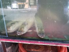 -新疆风味冷水鱼庄(友谊峰路店)