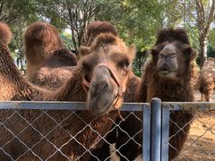 -长白岛森林公园