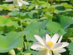 -莲花池公园