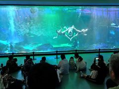 -海合安成都极地海洋公园
