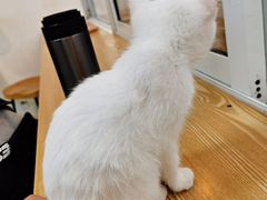 -Heymao猫咖.咖啡厅(东门店)