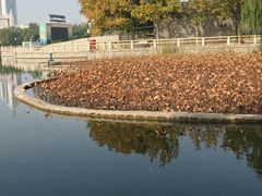 -莲花池公园