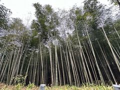 -广州市石门国家森林公园