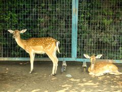 -北京麋鹿生态实验中心