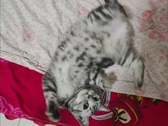 -客栈猫舍(中央北路店)