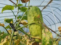 -庞各庄翠芳园西瓜蔬菜基地采摘园