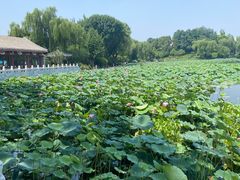 -西海子公园