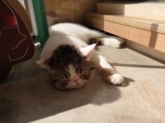-瞄一喵猫咖(格力海岸店)