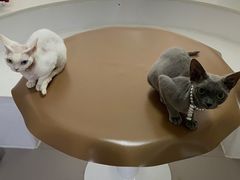 -琪喵猫屋·撸猫猫咖·猫舍