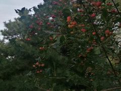 -长白岛森林公园