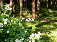 -上海共青森林公园