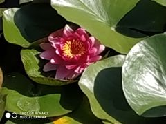 -白洋淀景区