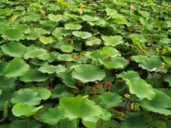 -天津东丽湖风景区