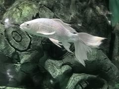 -太奥幻太奇海洋馆