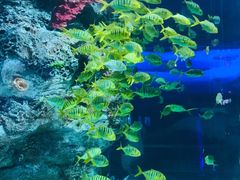 -芜湖新华联大白鲸海洋公园
