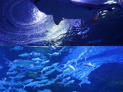 -海合安武汉极地海洋公园