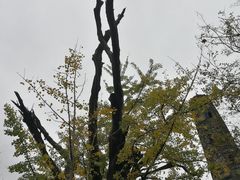 -上海佘山国家森林公园天马山园