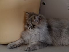 -平行世界·猫咖(首经贸店)
