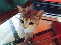 -猫色咖啡·猫咖