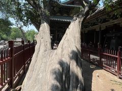 -晋祠公园