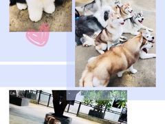-TrueLove @ Neverland (Husky Cafe)