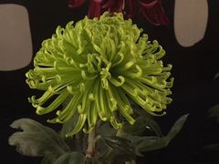 -白塘生态植物园