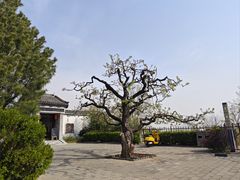 -北京凤凰岭