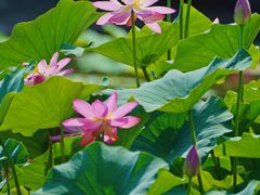 -国家植物园南园