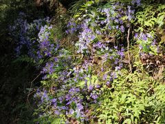 -牛背梁国家森林公园