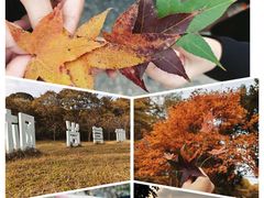 -田野绿世界