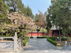 -洛阳白马寺