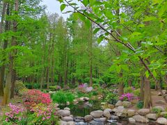 -上海共青森林公园