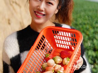 去摘草莓啦～～ 就在通州的宋庄，有很多的草莓园