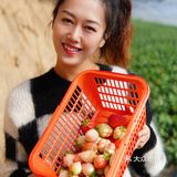 去摘草莓啦～～