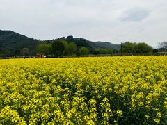 -径山花海