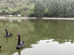 -静之湖湖畔餐厅