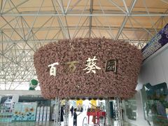 -百万葵园