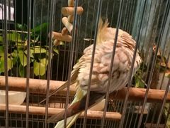 -more than meow吴止猫主题餐厅(承德 中船汇店)