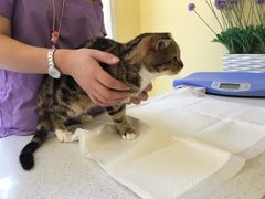 -瑞鹏宠物医院·爱宠堂·骨外专科(西荷分院)